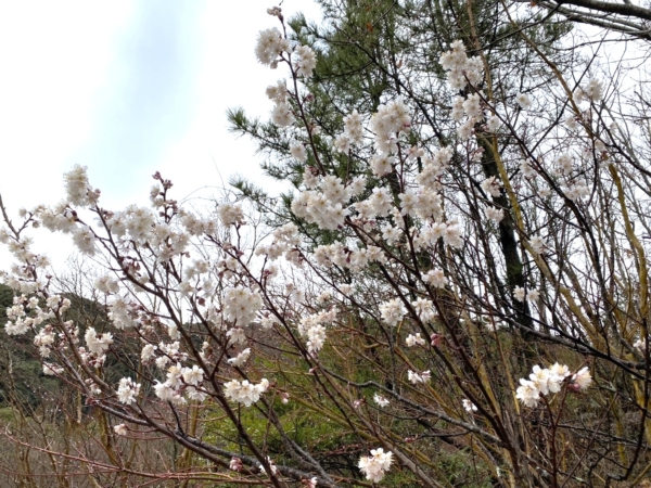 邑居にも春が訪れ始めましたの画像