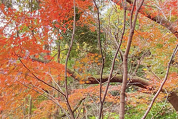 秋　9月～11月