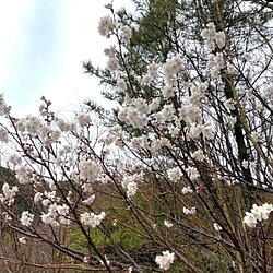 邑居にも春が訪れ始めましたのイメージ